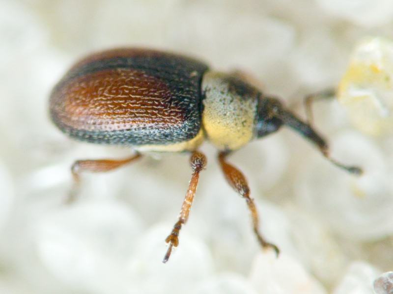 Gymnetron beccabungae Linnaeus, 1761